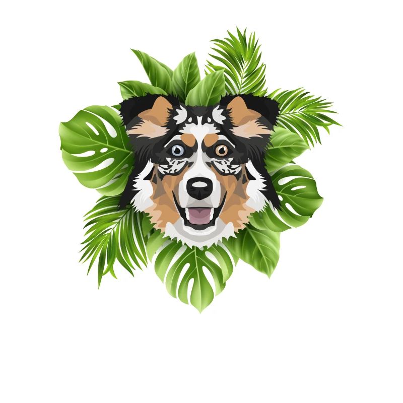 Tropical Australian Shepherd