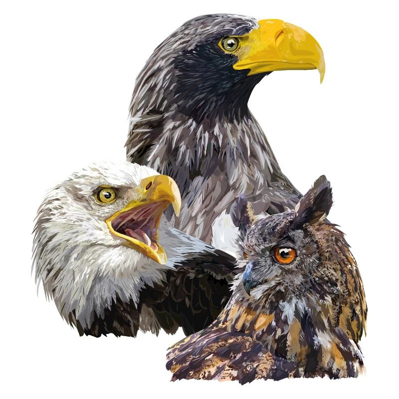 Pigargos und Eule