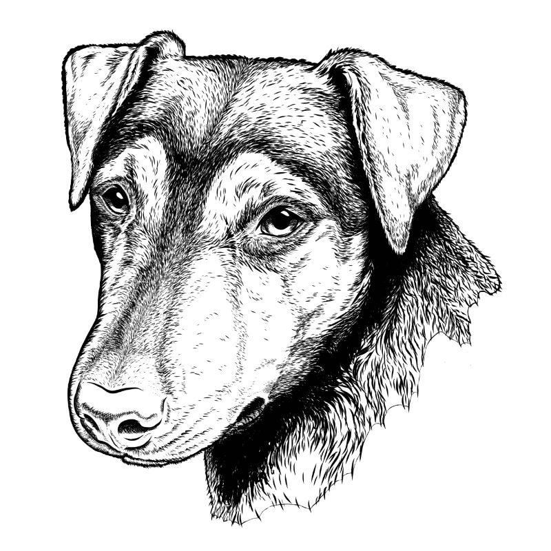 Jagdterrier Portrait