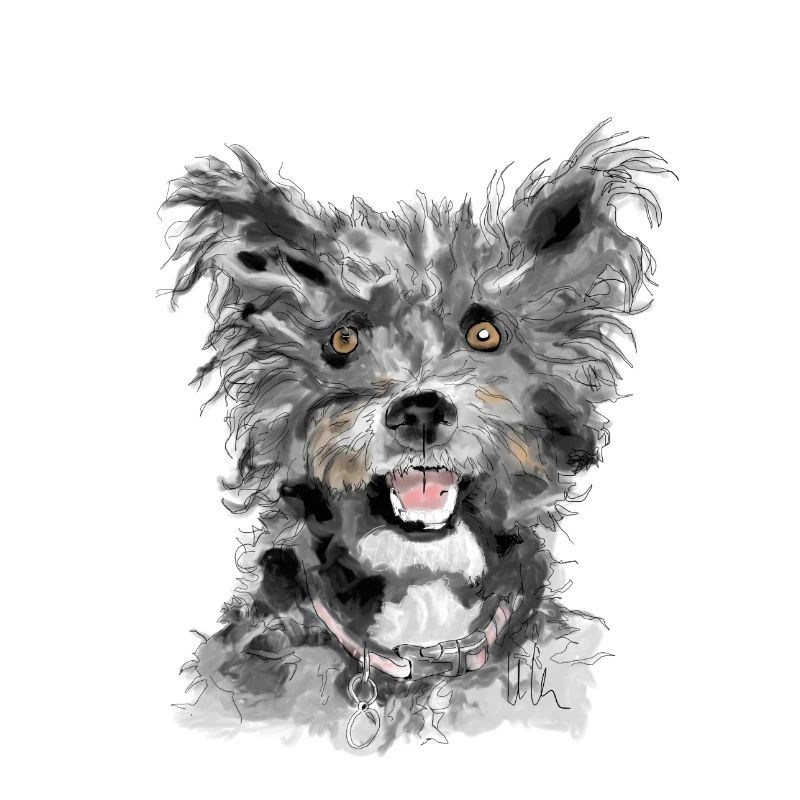 Pumi