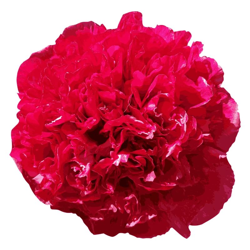 Bluete Pfingstrose rot