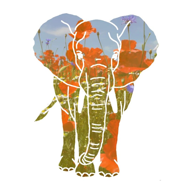 Elefant, Mohnblumen