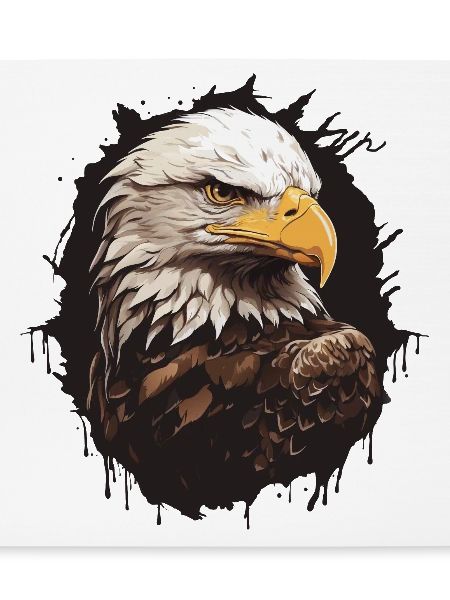 Weisskopfseeadler Portrait