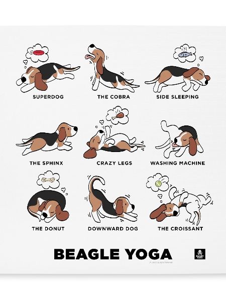 BEAGLE YOGA