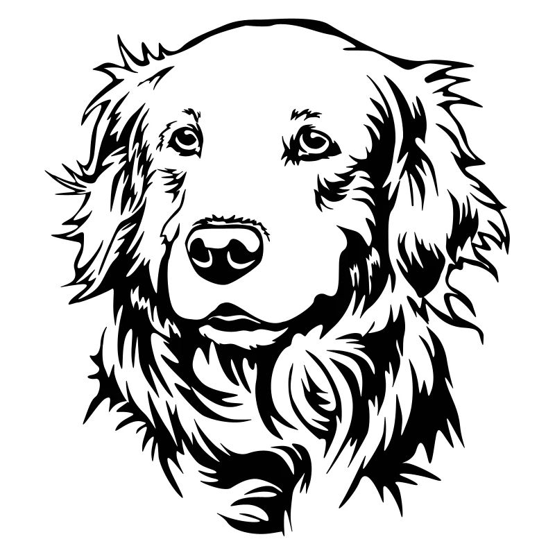 Golden Retriever Kopf