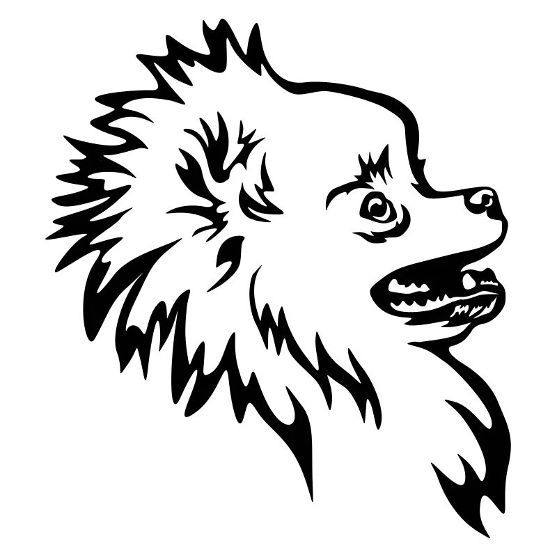 Zwergspitz Kopf