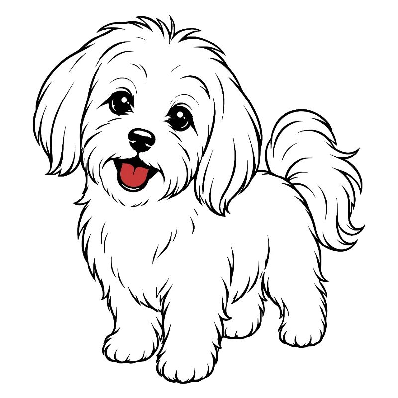 Malteser Hund weiß