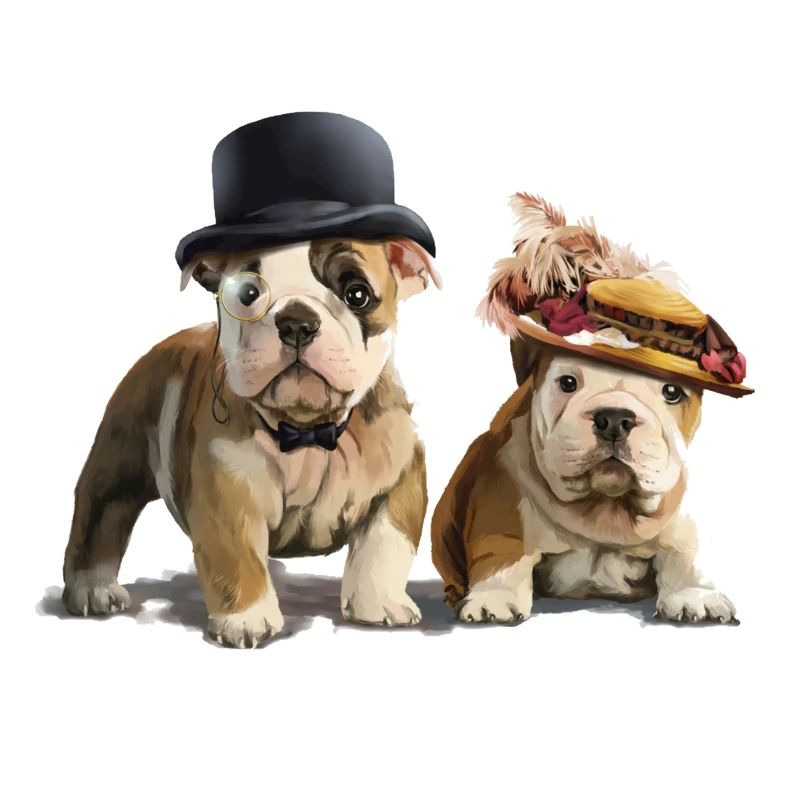 Englische Bulldoggen