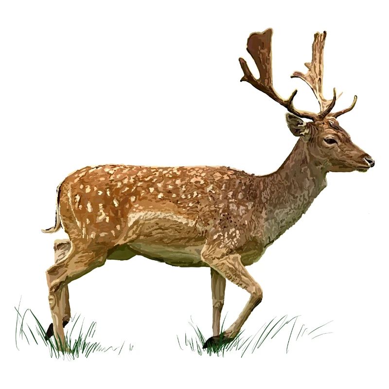Deer in the grass forest