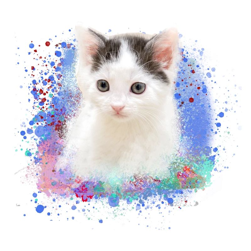 kätzchen,katze,katzenbaby,graffiti,malerei