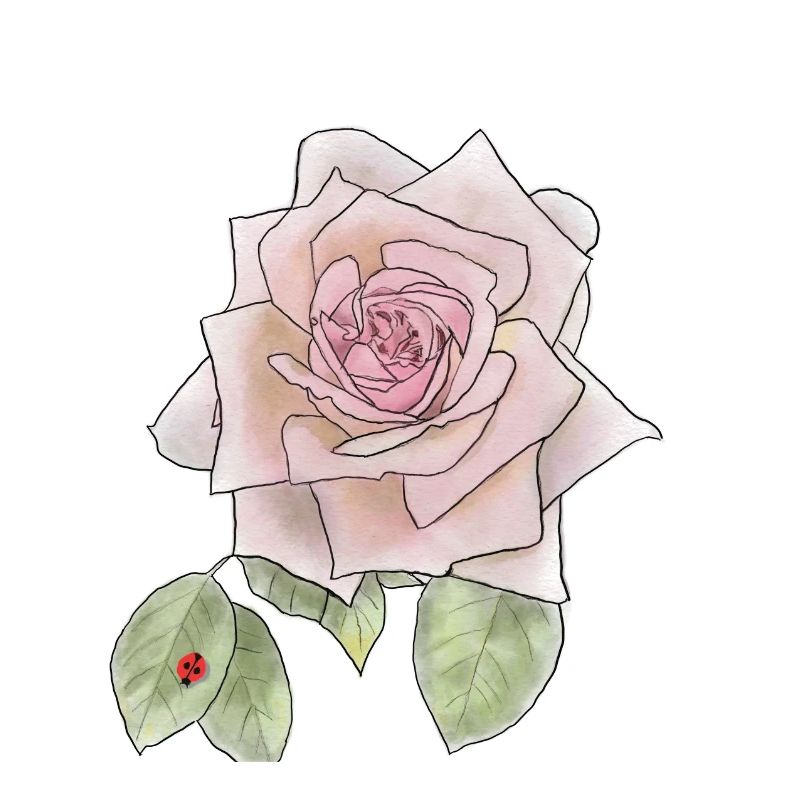 Rose und Marienkäfer