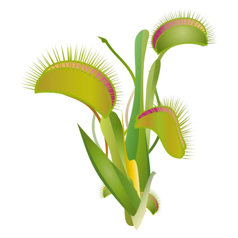 Venus flytrap a fascinating indoor plant