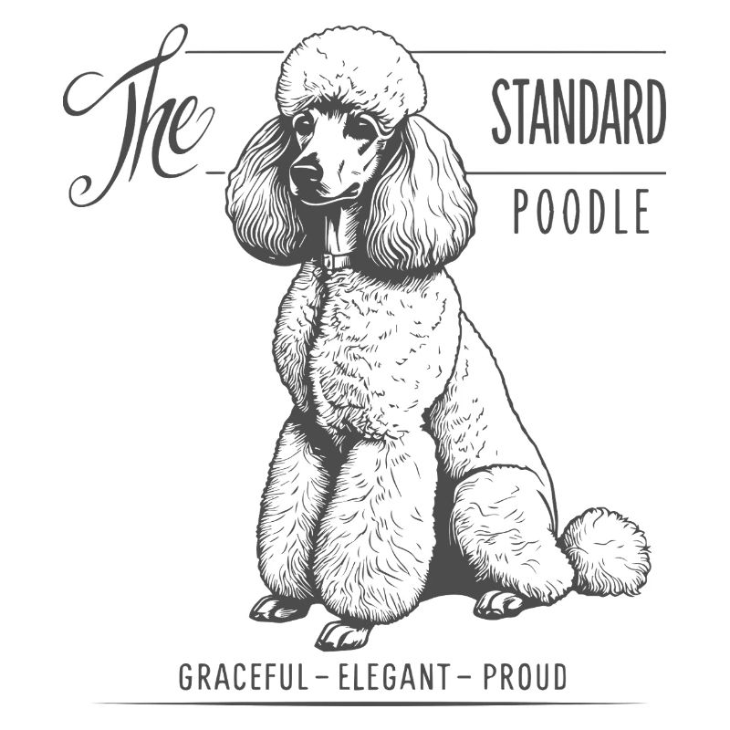 Standardpudel Eleganz und Stolz