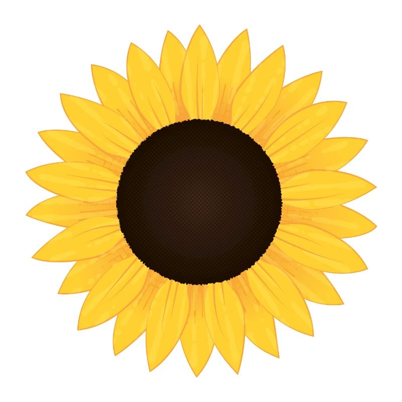 Sonnenblume - Sonnenblumenkopf