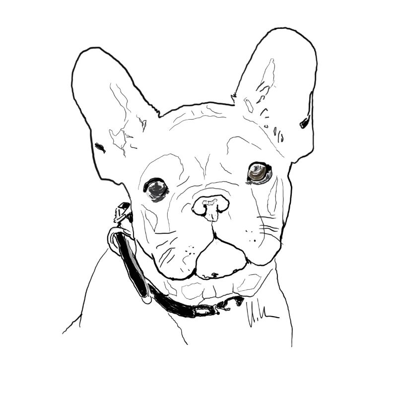 Französische Bulldogge