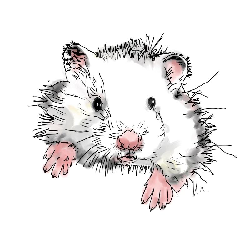 Hamster