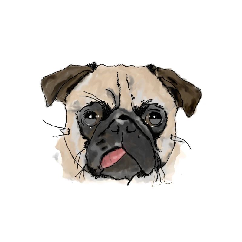 Pug