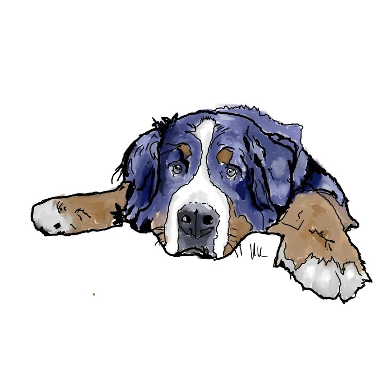 Berner Sennenhund