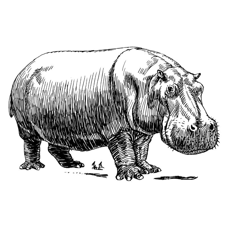 Herr Nilpferd