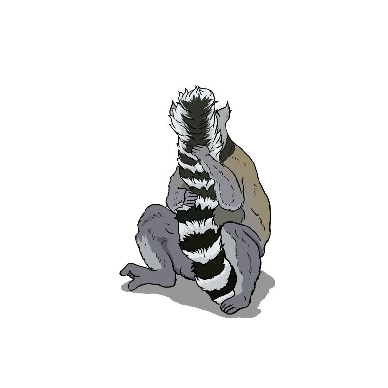 Lemur cleaning its tail Gift for lemurs