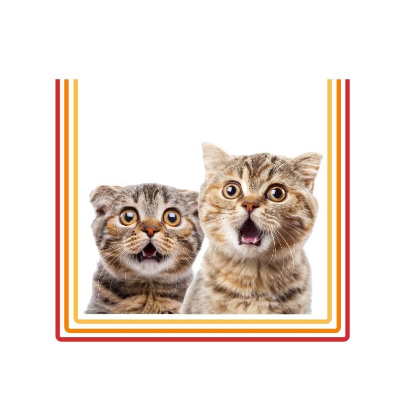 Gender Lesben Schwule Trans Queer Katze Regenbogen