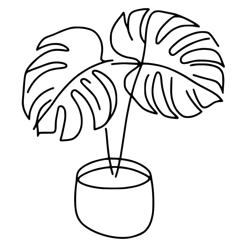 Monstera
