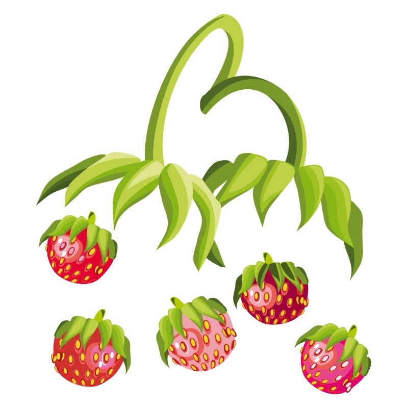 Erdbeerzeit Strawberry