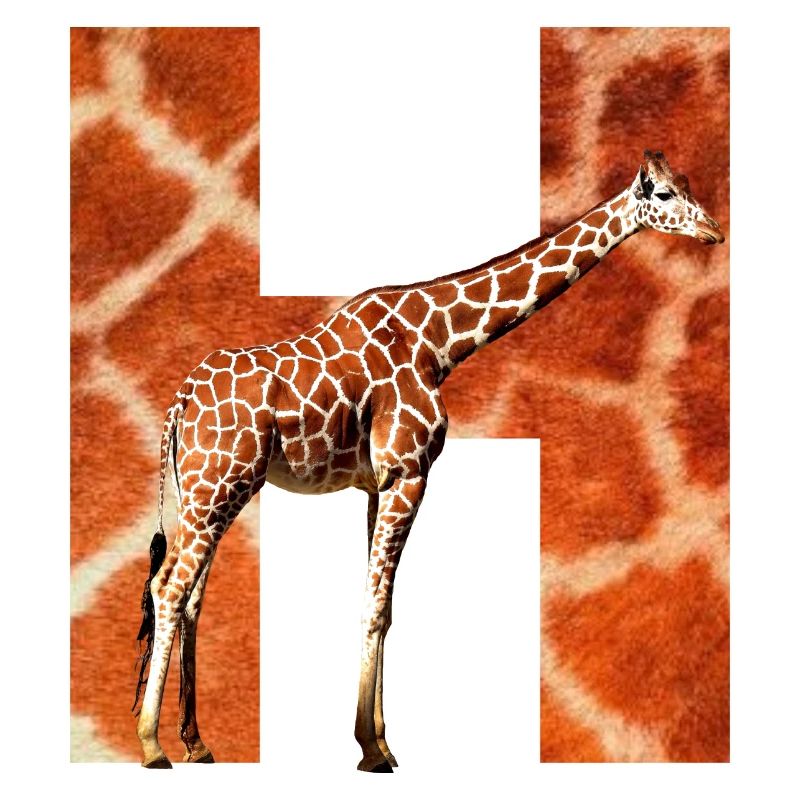 giraffe h