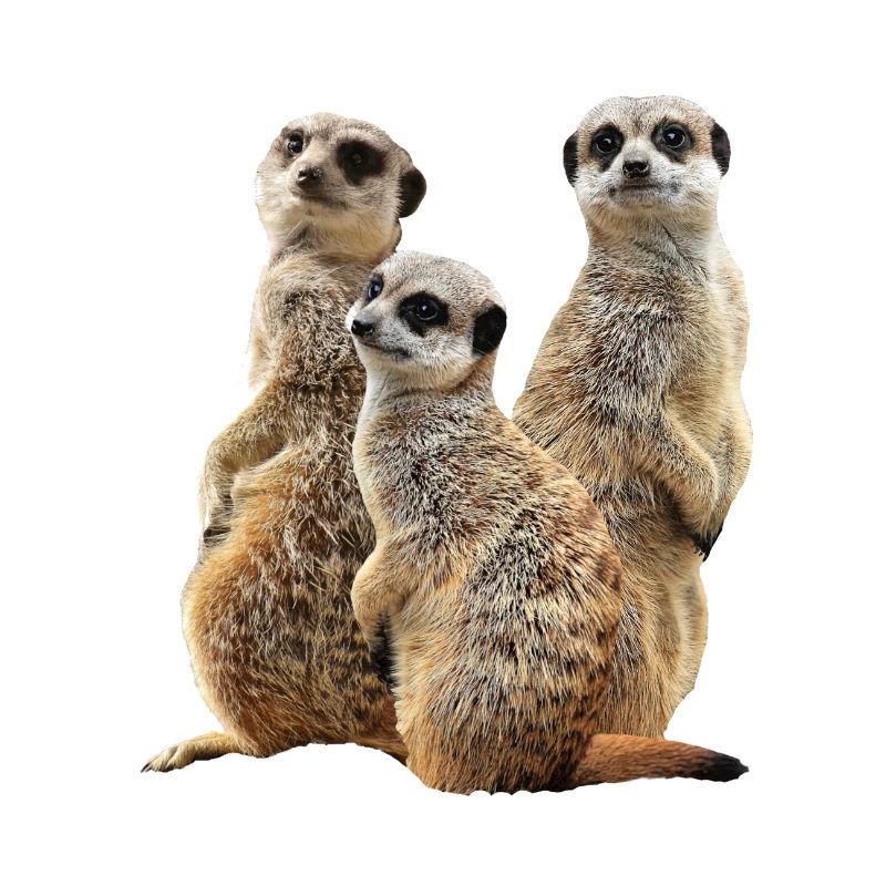 Erdmännchen - Mangusten - Afrika