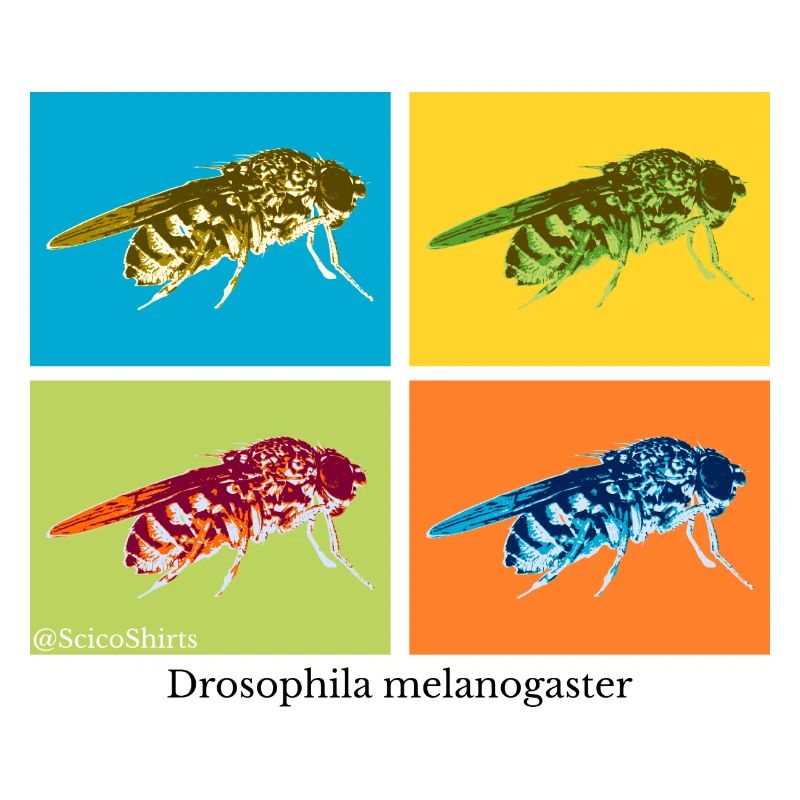 Pop Art Drosophila