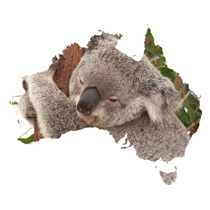 Koala