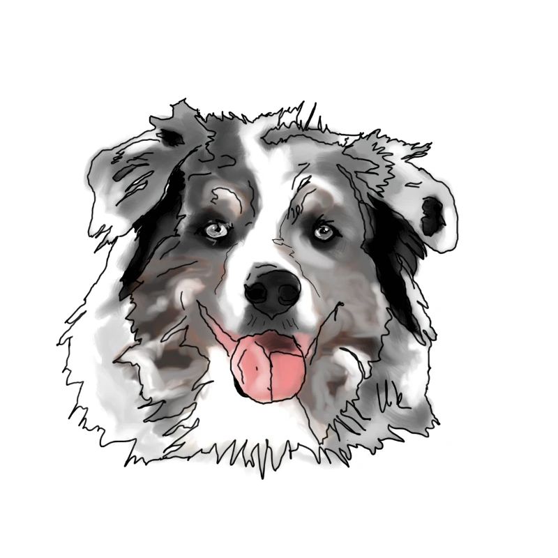 Border Collie