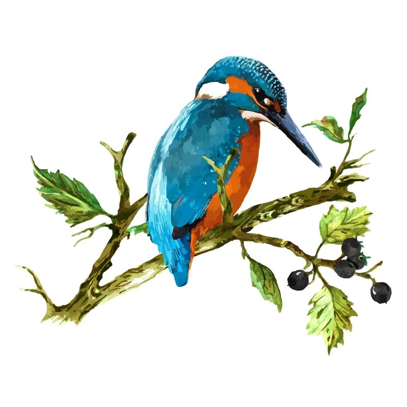Eisvogel Vogel