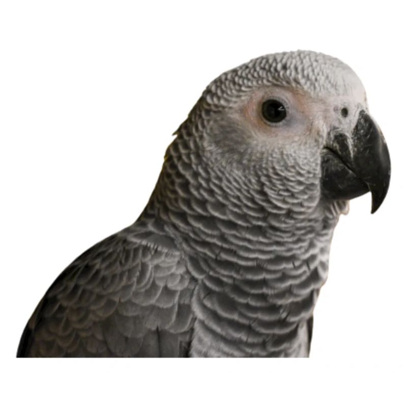 Graupapagei