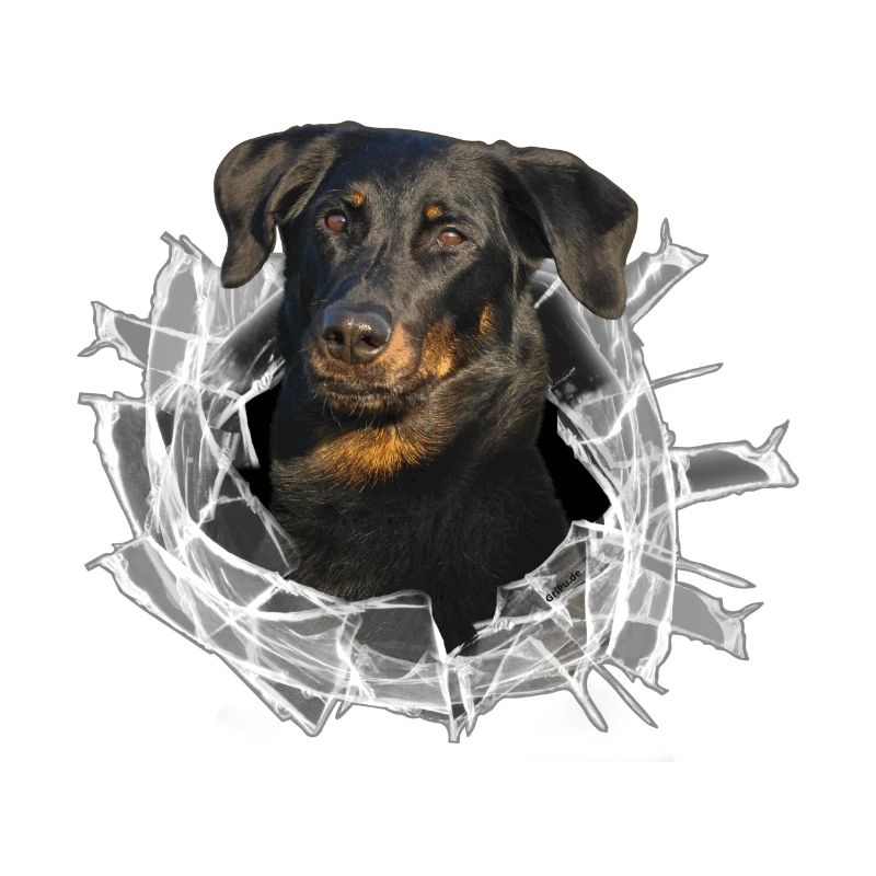 Beauceron im Glasloch