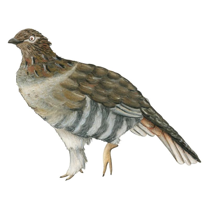 Rauhfußhuhn