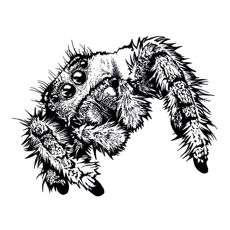Springspinne