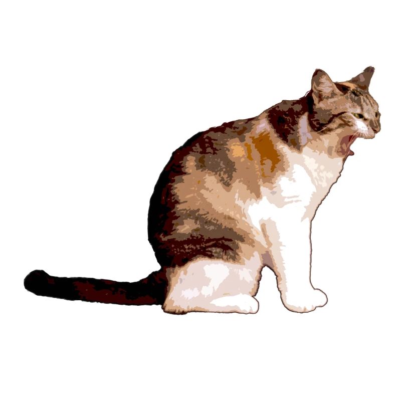 Die Katze