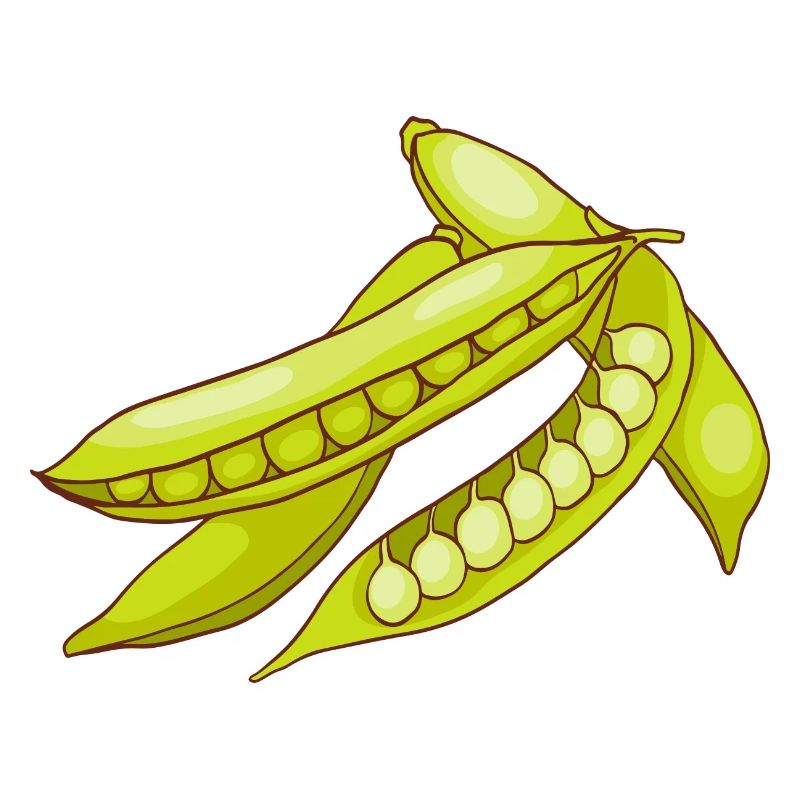 Erbsen Gartenerbsen Speiseerbsen