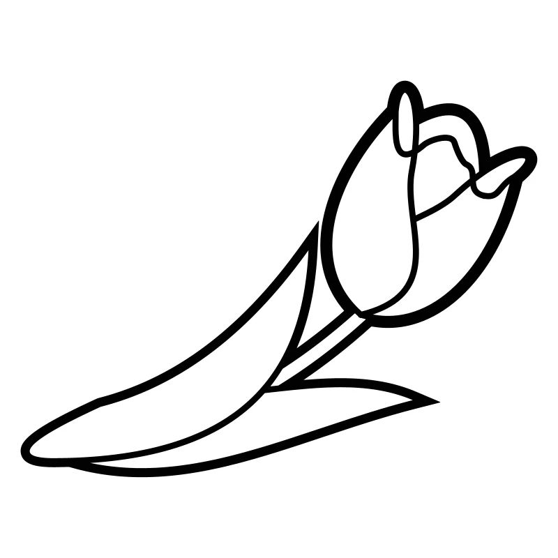 Blumen: Tulpe