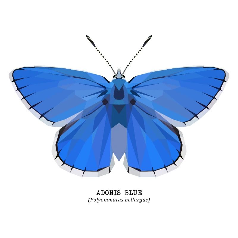 Adonis Blue