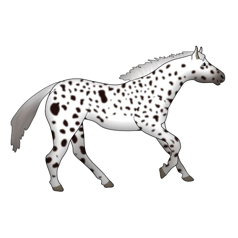 Appaloosa läuft