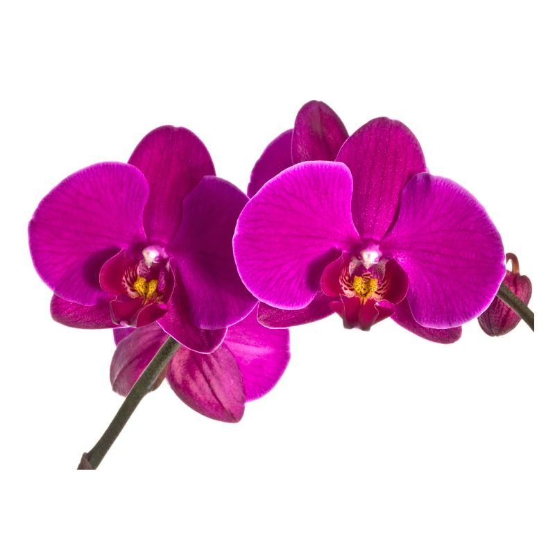 Phalaenopsis