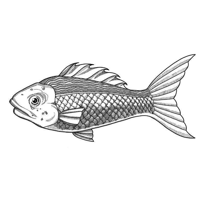 Fisch Schwarz