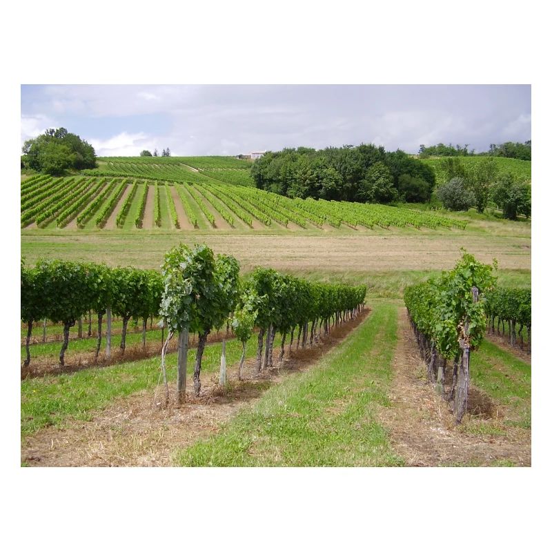 Weinberge