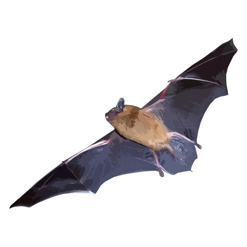 Fledermaus