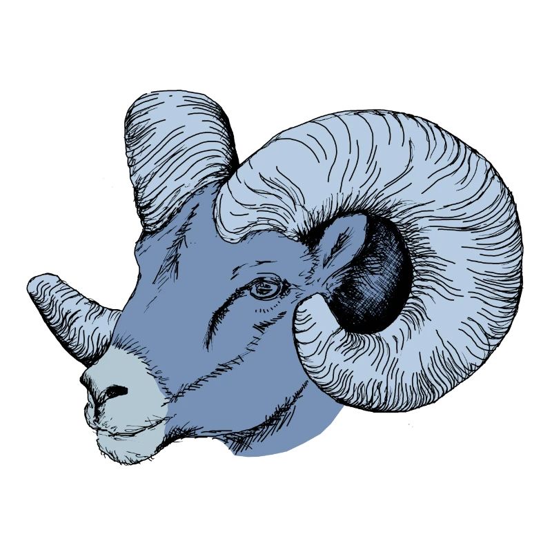Aries - Widder