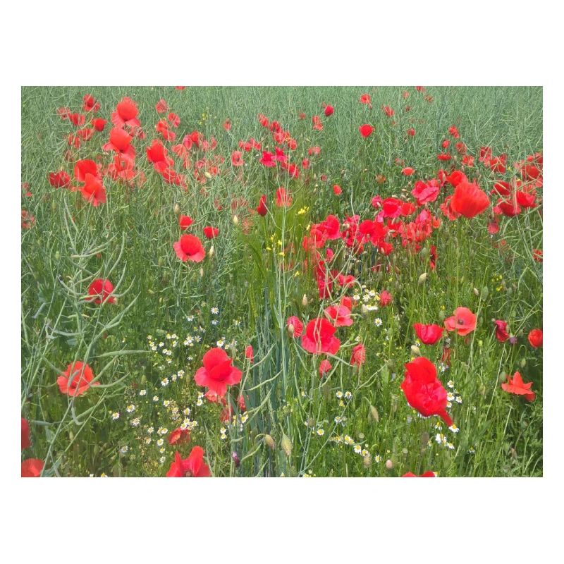 Mohnblumenwiese