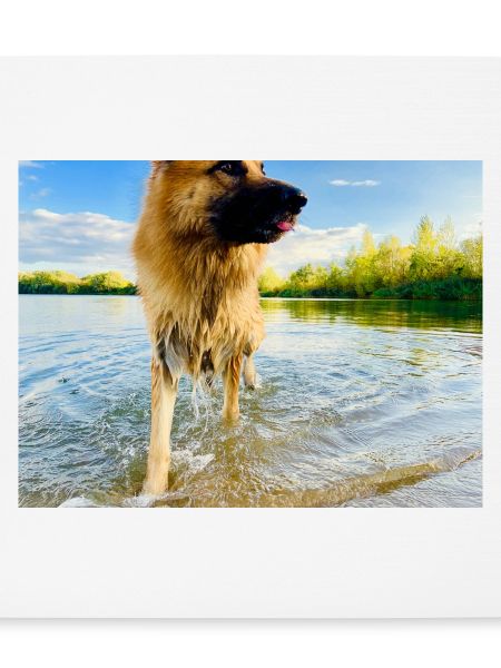 Altdeutscher Schäferhund
