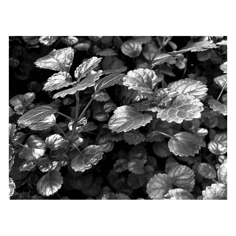 Luminosité dans la nature